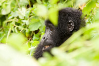 Wildlife of Africa