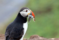 British Wildlife